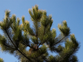 Pinus nigra Goldfingers IMG_3878 Sosna czarna
